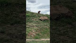 Gelada monkeys at @YorkshireWildlifeParkTV