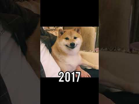 Famous Cat & Dogs (Then Vs Now) #dogs #cats #memes #shorts