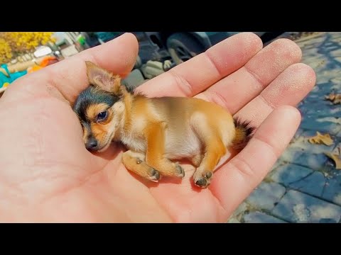 20 Cães Que Nascem Apenas Uma Vez A Cada 1000 Anos