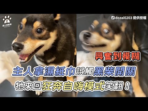 【主人拿濕紙巾誤觸黑柴開關 牠來回狂奔自嗨模式笑翻！】｜TikTok/ dozai0203