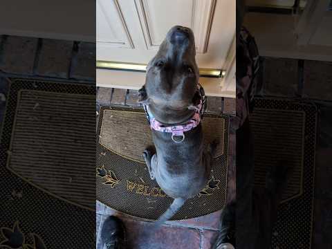 Staffy Visiting Grandparents *extended version* ๐ฅฐ Holly's #1 Viral Video for 2024 #bluestaffy #dog