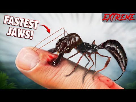 CHOMPED by Fastest Jaws In Animal Kingdom (Extreme Edition)