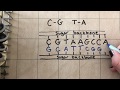 DNA Base Pairing and Structure