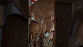 Cute Goat Babies #cutebaby #cute #baby