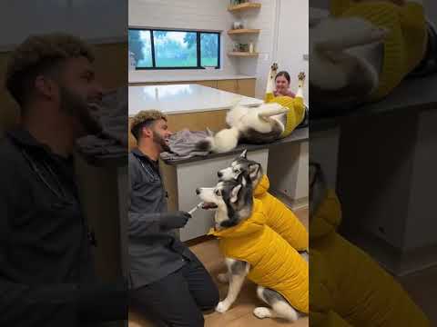 HUSKY Yellow jacktSCREAMS LIKE HUMAN ๐คฏ๐ฉบ๐ VET CLINIC MELTDOWN
