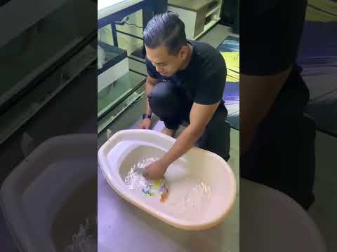 Take care my Arowana