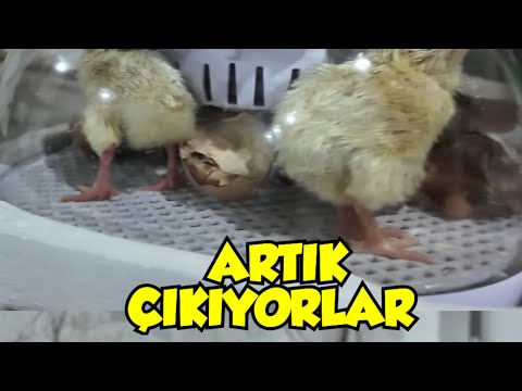 Atölyede sıradan bir gün Bu gün özel bir gün