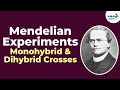 Exploring Monohybrid and Dihybrid Crosses in Genetics