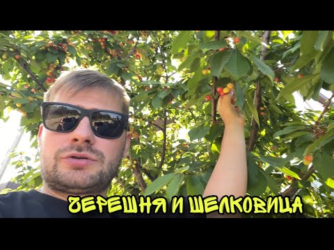 Уже едим местную черешню и шелковицу ! Мангальная зона почти готова