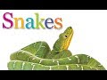 Understanding Snakes