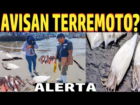 ADVERTENCIA DE MEGATERREMOTO AUMENTA CON LA APARCIÓN DE ANIMALES VARADOS EN LAS COSTAS?