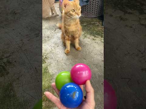 Beads ASMR ๐ Relaxing Cat ReverseMagic#shorts #cat #satisfyingvideo #asmr#trendingshorts
