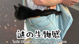 とある夏のゆるい一日　A Day in Summer