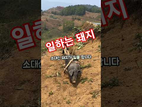 소 대신 일하는 돼지?! 매일 등산하는 흑돼지 베이컨의 하루