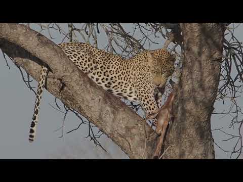 Leopard in a tree feeding on Implala in Kruger National Park @pksafaris