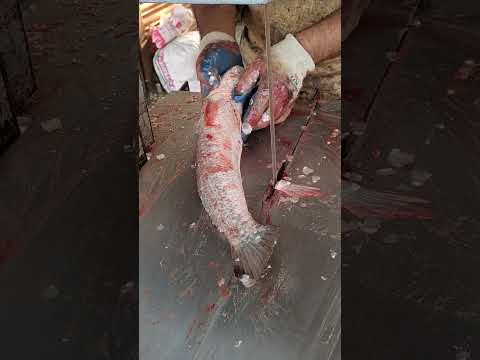Sola Fish Cutting By Machine In Fish Market l Fish Cutting Video Showl Fish#shortsyoutube