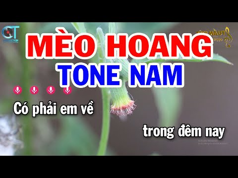 Karaoke Mèo Hoang Tone Nam ( C#m ) Nhạc Sống Mới || Karaoke Tuấn Kiệt