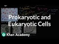 Exploring Prokaryotic and Eukaryotic Cell Structures
