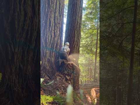 Wood Segmenting Technique #shorts