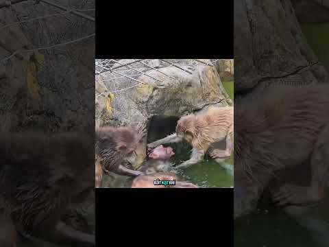 chú khỉ nghịch ngợm #animals #dongvat #shorts