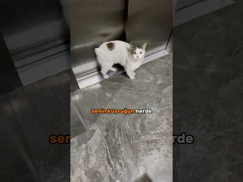 Meo🐈