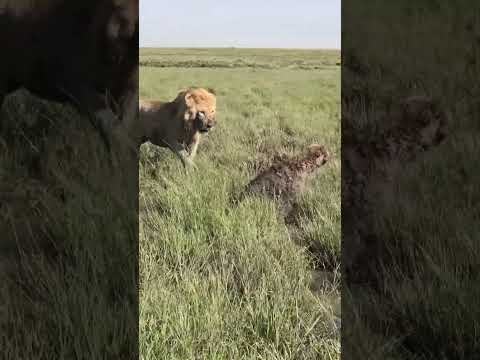 Hyena Fleeing to Avoid Two Male Lions #animals #shorts