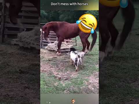 Don’t mess with horses easily #funny #funnyfarmanimals #funnyhorsefails #funnyanimal #animals