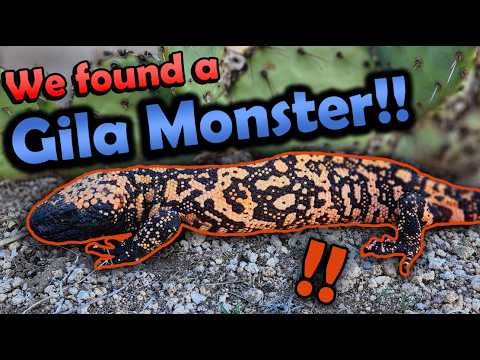 Herping in New Mexico! (Part 2- Gila Monster!)