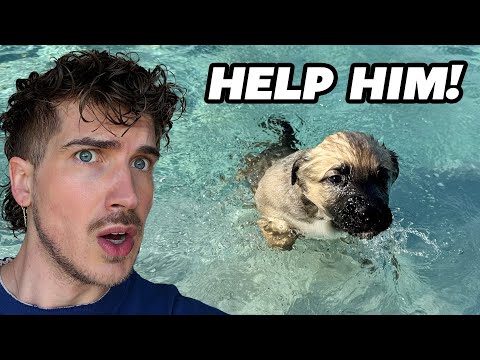 Rescuing Puppy From Drowning!