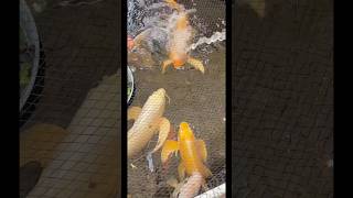 Quiet July 4th… me and the fish and that dang duck