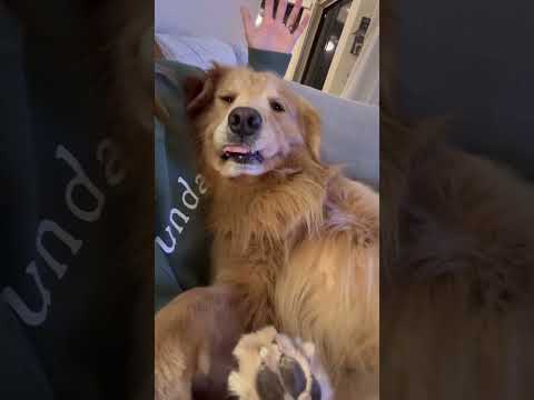 A Dumb Dog