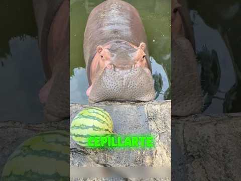 ¡El gordito se cepilló los dientes y luego consiguió su premio!