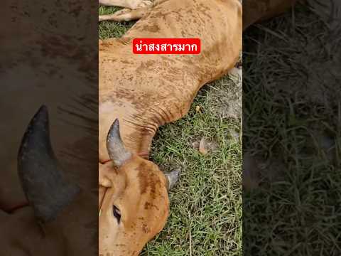 วัวก็ไม่รอด😭🚀 #ดนตรีเศร้า #tiktok #trending #automobile #funny #vlog #stitch