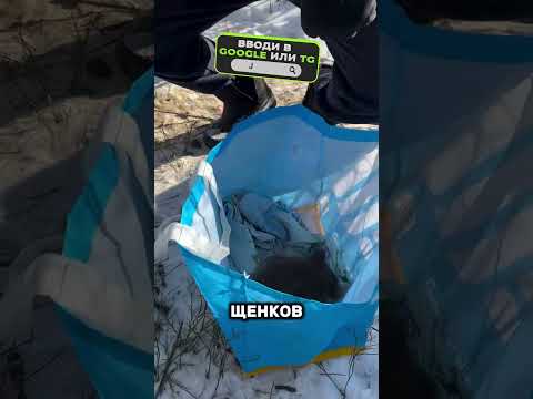 😱Щенки позвали на помощь😯💔