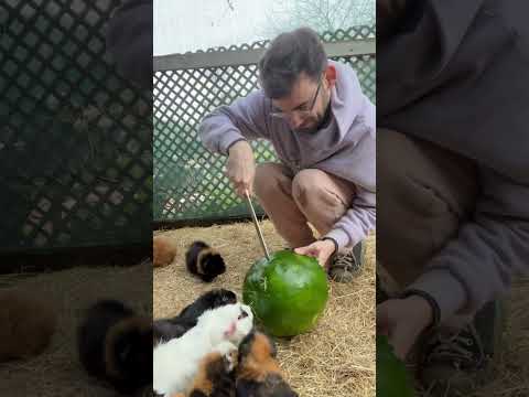 My guinea pigs going wild for watermelon rind