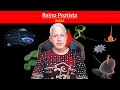Características e Funções dos Protistas