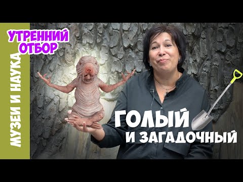 Секрет долголетия голых землекопов оказался заключен в их митохондриях - Наука - ТАСС