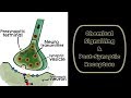 Neurotransmitter Receptor Types and Functions