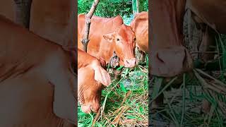 Cow video | #reels #cow #cowvideo #trandingcowvideo #biroydas
