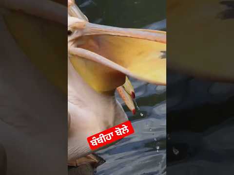 ਬੰਬੀਹਾ #ਕੁਦਰਤ_ਨੂੰ_ਪਿਆਰ_ਕਰੋ #youtubeshorts #canada #shortvideos #viral #viralshorts
