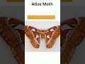 Insects: Size and Characteristics