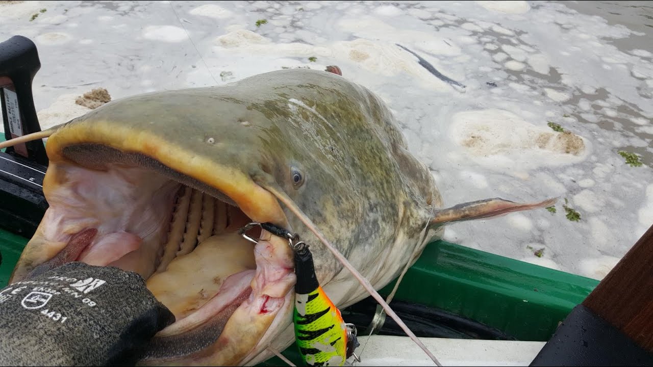 Big catfish on spinning in flooded river - hd by catfishing world