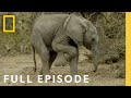 Understanding Elephant Behavior and Survival