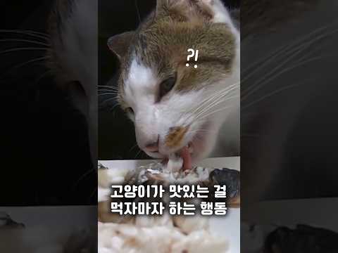 길냥이가 맛있는 걸 먹자마자 하는 행동