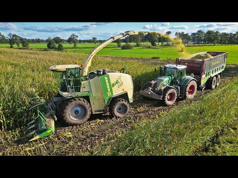 Mais Silage 2024 | Krone BiG X 650 + Fendt | Ten Hove