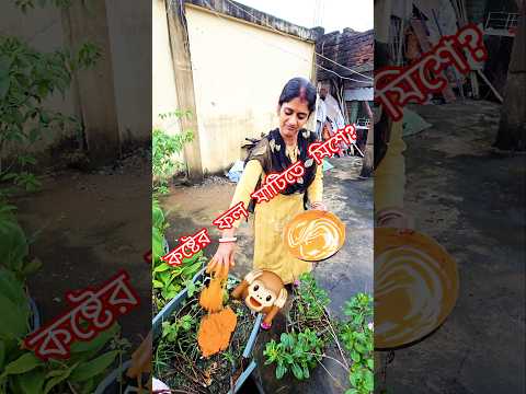 এত কষ্টের ফল ধুলোয় মিশে গেলো? আর কোনো দিন দেবো! 🙉 village vlog #youtube #minivlog #spvlogofficial1
