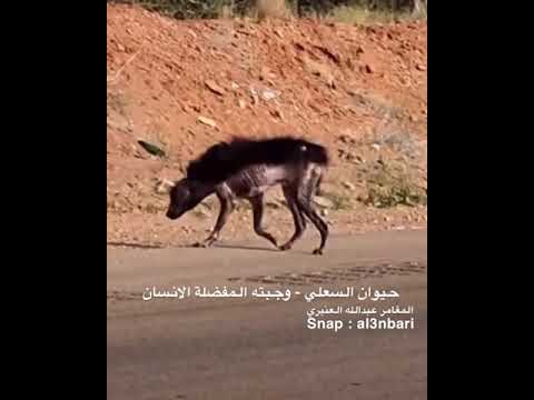 حيوان السعلي وجبته المفضلة الأنسان #Shorts