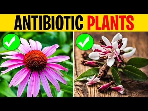 12 Medicinal Plants That Have Natural Antibiotic Effects (Without Any Side Effects)