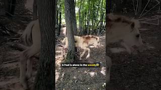 A foal cannot move, so they carry him out of the woods 🐴❤️  #FoalRescue #AnimalRescue #Heartwarming