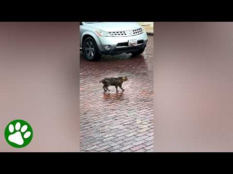 Woman sees video of tailless cat stumbling in the street, and immediately runs out to find him